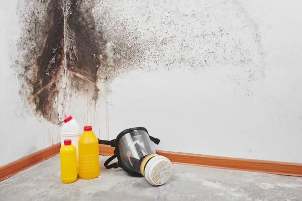 Best Mold Damage Repair  in Oak Bluffs, MA