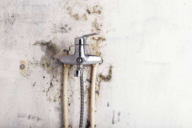 Best Black Mold Removal  in Oak Bluffs, MA