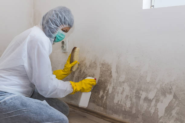 Best Fast Mold Removal  in Oak Bluffs, MA
