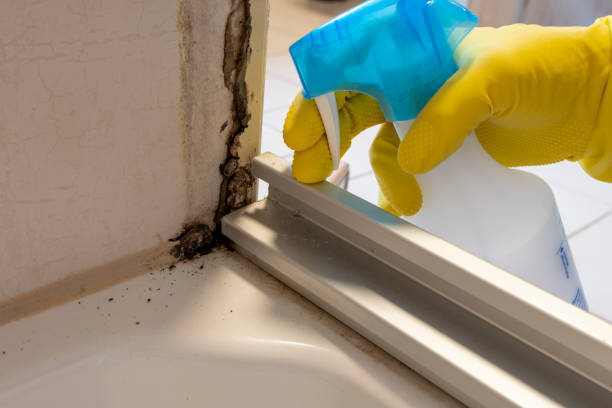 Best Mold Testing  in Oak Bluffs, MA