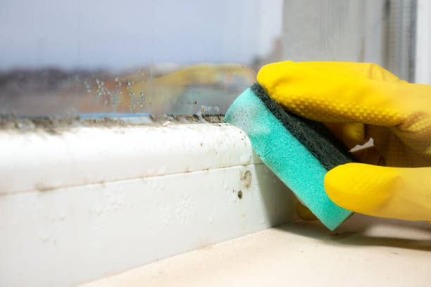 Best Home Mold Removal  in Oak Bluffs, MA