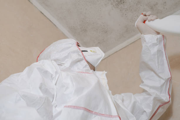 Best Professional Mold Removal  in Oak Bluffs, MA