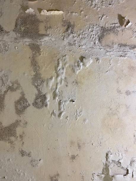 Best Residential Mold Removal  in Oak Bluffs, MA