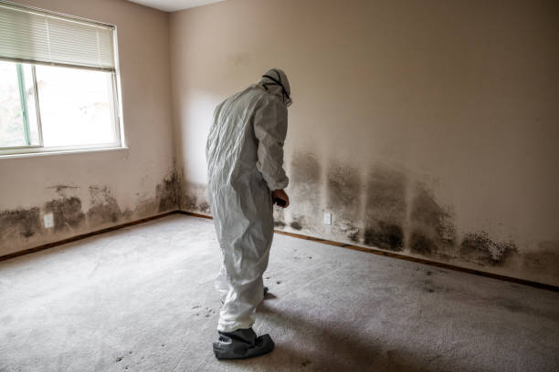 Home Mold Removal in Oak Bluffs, MA