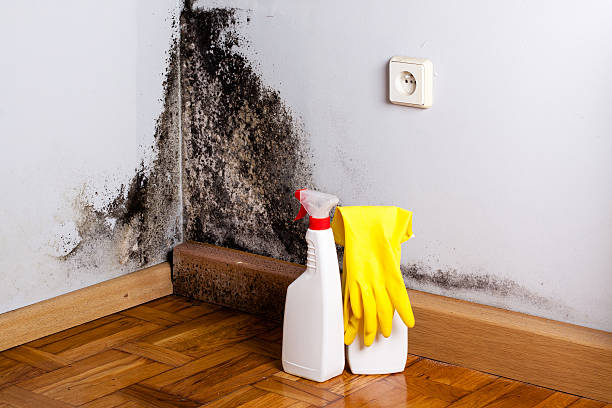 Crawl Space Mold Removal in Oak Bluffs, MA