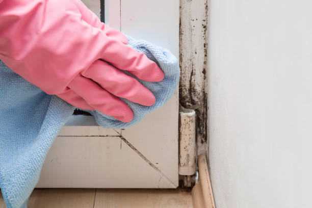 Best Attic Mold Removal  in Oak Bluffs, MA