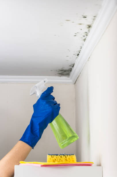 Best Mold Removal Near Me  in Oak Bluffs, MA