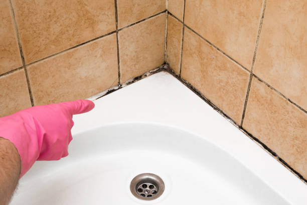Professional Mold Removal in Oak Bluffs, MA